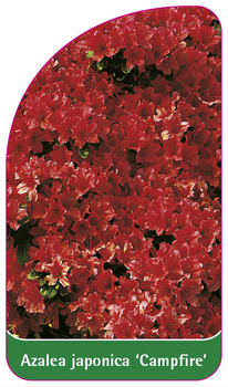 Azalea japonica 'Campfire'
