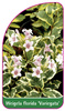 Weigela florida 'Variegata'