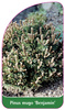 Pinus mugo 'Benjamin'