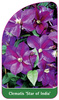 Clematis 'Star of India'