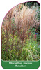 Miscanthus sinensis 'Rotsilber'