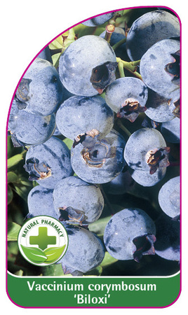 Vaccinium corymbosum 'Biloxi'