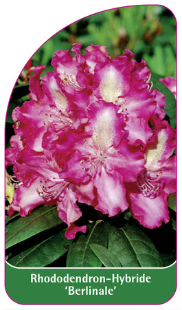 Rhododendron-Hybride 'Berlinale'