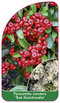 Pyracantha coccinea 'Bad Zwischenahn'