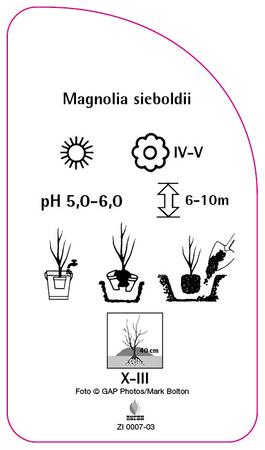Magnolia sieboldii