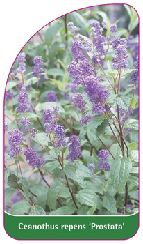 Ceanothus repens 'Prostata'