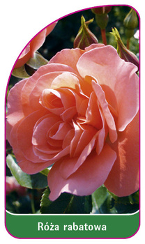 Róza rabatowa Nr. 106 B