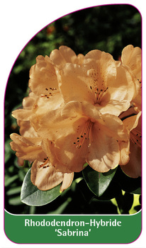 Rhododendron-Hybride 'Sabrina'