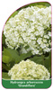 Hydrangea arborescens 'Grandiflora'
