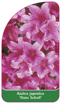 Azalea japonica 'Hans Scholl'