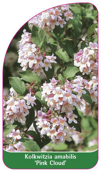 Kolkwitzia amabilis 'Pink Cloud'