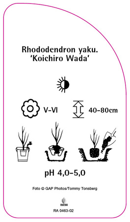 Rhododendron yakushimanum 'Koichiro Wada'