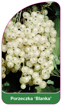 Porzeczka 'Blanka'