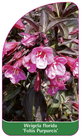 Weigela 'Foliis Purpureis'