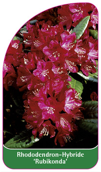 Rhododendron-Hybride 'Rubikonda'