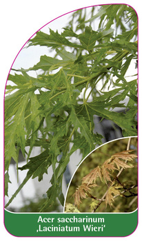 Acer saccharinum 'Laciniatum Wieri'