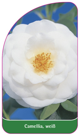 Camellia, weiß