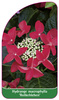 Hydrangea macrophylla 'Rotkehlchen'