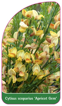 Cytisus scoparius 'Apricot Gem'