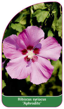 Hibiscus syriacus 'Aphrodite'