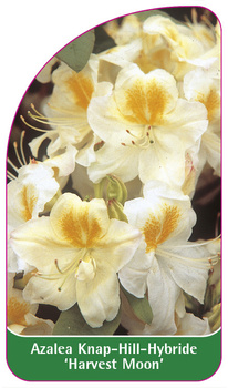 Azalea Knap-Hill-Hybride 'Harvest Moon'