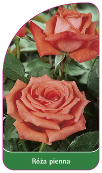 Róza pienna Nr. 320