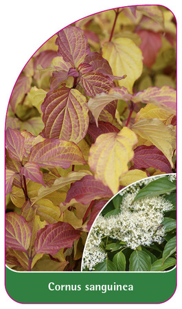 Cornus sanguinea