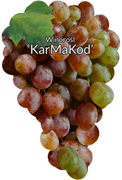 Vinná réva Karmakod