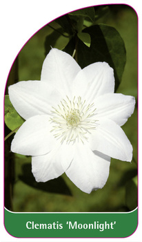 Clematis 'Moonlight'