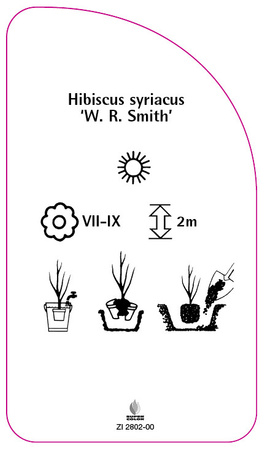 Hibiscus syriacus 'W. R. Smith'