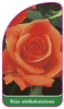 Róza wielkokwiatowa Nr. 206 A