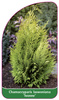 Chamaecyparis laswoniana 'Ivonne'