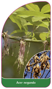 Acer negundo