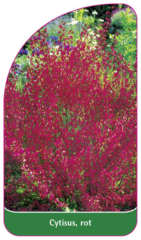 Cytisus, rot
