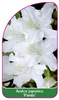 Azalea japonica 'Panda'