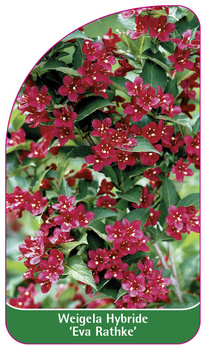 Weigela Hybride 'Eva Rathke'