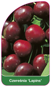 Czeresnia 'Lapins'