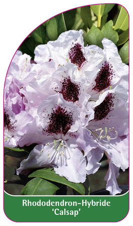 Rhododendron-Hybride 'Calsap'