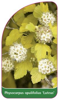 Physocarpus opulifolius 'Luteus'