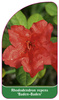 Rhododendron repens 'Baden-Baden'