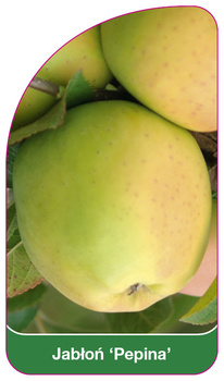 Jablon 'Pepina'