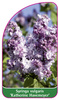 Syringa vulgaris 'Katherine Havemeyer'
