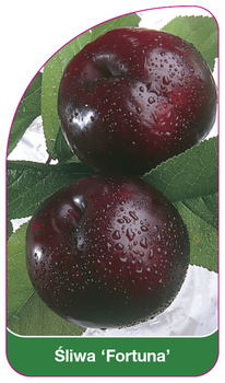 Sliwa 'Fortuna'