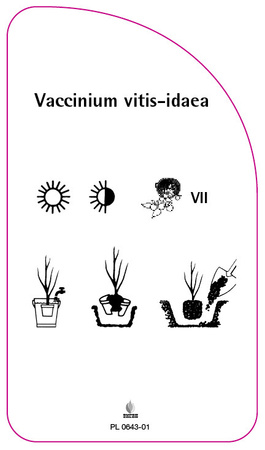 Vaccinium vitis-idaea 'Borówka brusznicá'