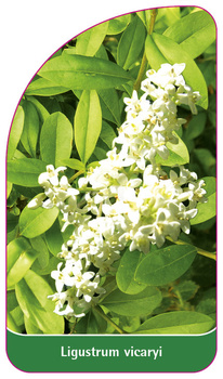 Ligustrum vicaryi