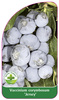 Vaccinium corymbosum "Jersey