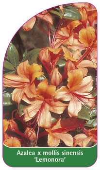 Azalea mollis x sinensis 'Lemonora'