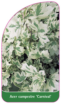 Acer campestre 'Carnival'