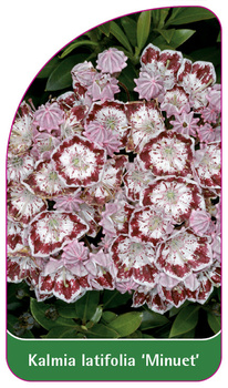 Kalmia latifolia 'Minuet'