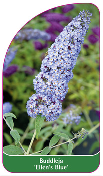 Buddleja 'Ellen's Blue'